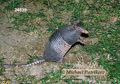 Nine-banded Armadillo (Dasypus novemcinctus)